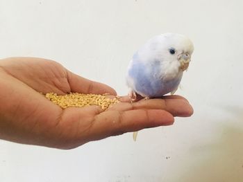 Close-up of hand holding bird against white background