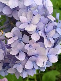 Close-up of purple hydrangea flowers