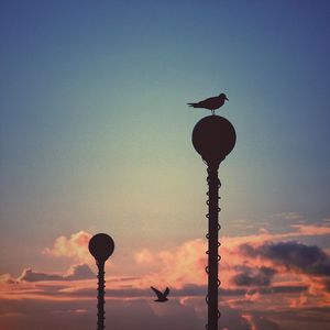 Silhouette bird perching on pole against sky