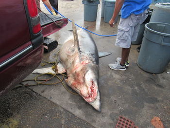 Low section of man standing on fish