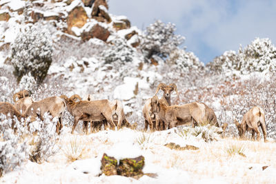 View of an animal on snow covered land