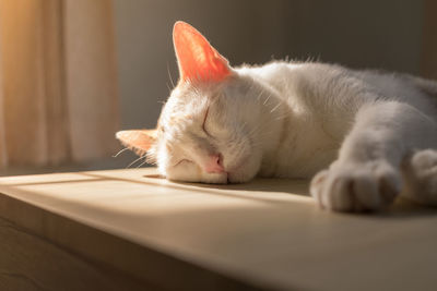 Close-up of cat sleeping