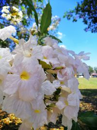 Close-up of white flowering plant