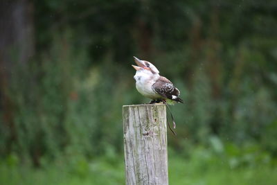 Close-up of bird perching on wooden post