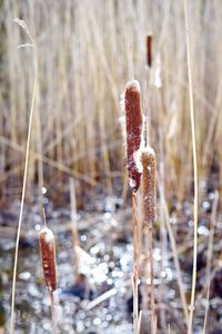 Close-up of fungus growing in forest