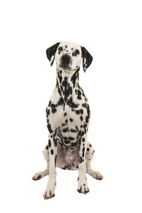View of a dog against white background