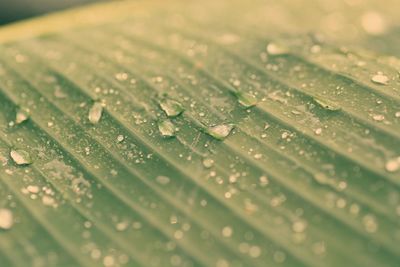 Full frame shot of wet leaf