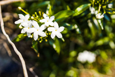 Close-up of white flowering plant