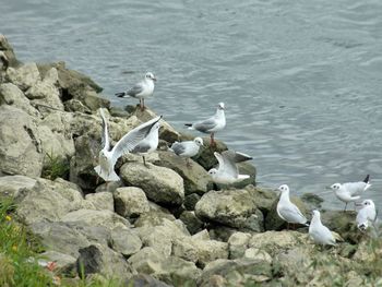 High angle view of seagulls perching on rock by lake