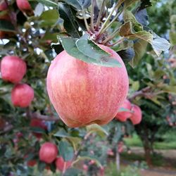 Close-up of apple growing on tree