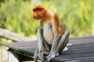 Monkey sitting on wood