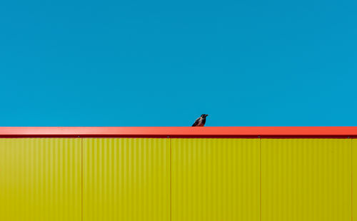 Bird on wall against blue sky