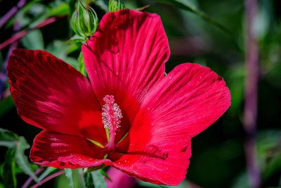 Close-up of red flower