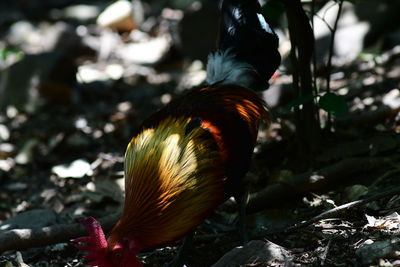 bird