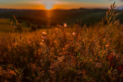 Close-up of stalks in field against sunset sky