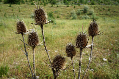 Close-up of thistle growing on field