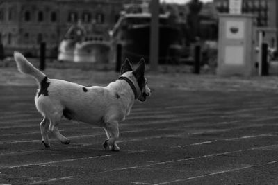 View of a dog on footpath