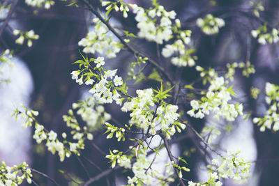 Close-up of white flowering plant