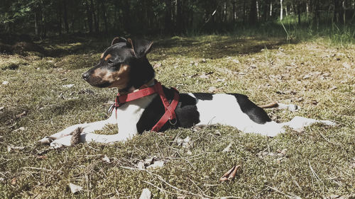 Dog looking away on field