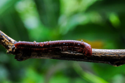 Close-up of insect on branch