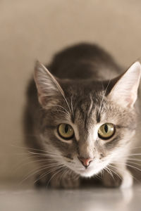 Close-up portrait of a cat