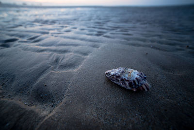 Close-up of shell on beach