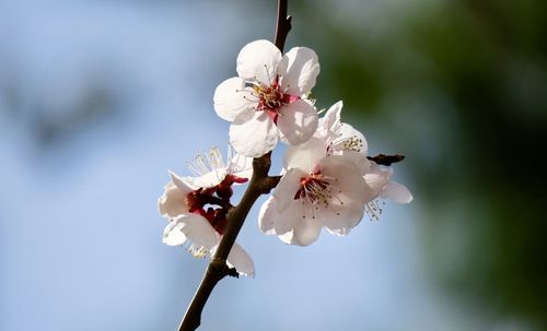 Close-up of white cherry blossom tree