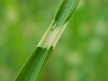 Close-up of crop growing in farm