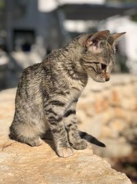 Close-up of cat