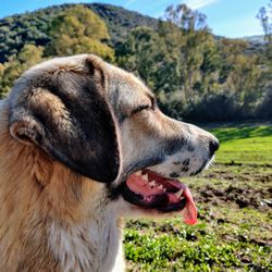 Close-up of a dog