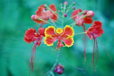 Close-up of red flowers blooming outdoors