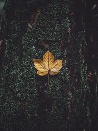 Close-up of dry leaf on tree trunk