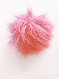 Close-up of pink flower over white background