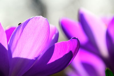 Close-up of pink tulips