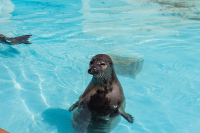 High angle view of turtle swimming in pool