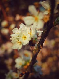 Close-up of cherry blossom