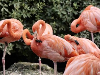 Flamingos in zoo