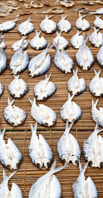 High angle view of white birds