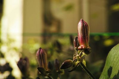 Close-up of flower against blurred background