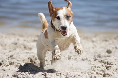 Portrait of dog running on beach