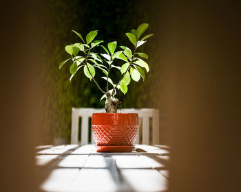 Flower pot from between slats on a chair