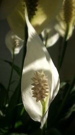 Close-up of white flowers