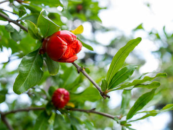 Close-up of red berries growing on tree