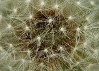 Full frame shot of dandelion on plant