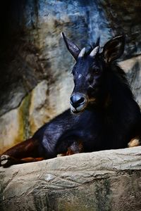 Wild goat resting on rock