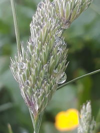 Close-up of flowering plant