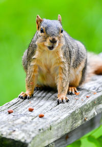 Portrait of squirrel