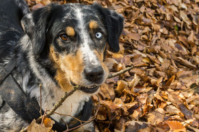 Portrait of dog on leaves during autumn