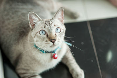 High angle portrait of cat at home