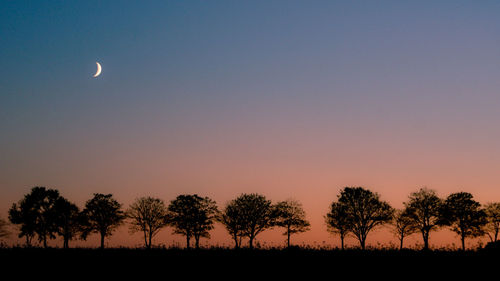 Silhouette of trees at sunset